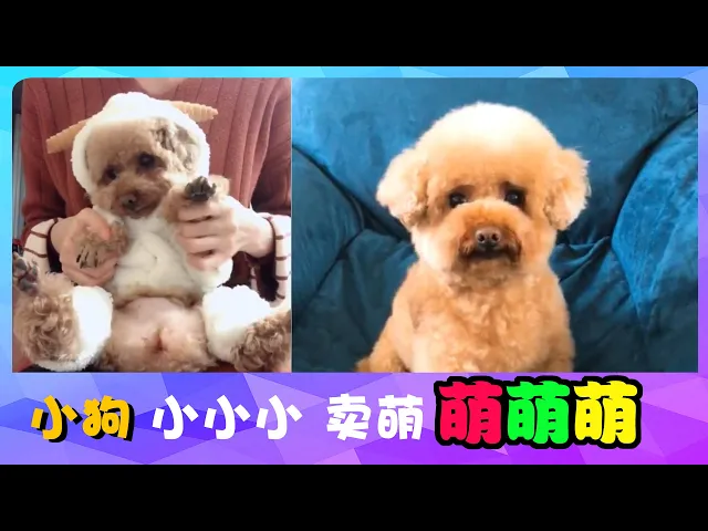 宠物联萌 | 可爱狗狗小狗 小小小,卖萌 萌萌萌~funny and cute baby dog videos compilation